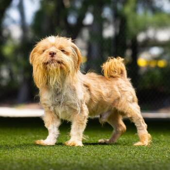 Chewie -  Cairn Terrier and Mixed Breed Dog for Adoption in Jupiter, Florida - Chewie | PetCurious