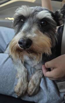 Rescue Miniature Schnauzer Dogs for Adoption in Toledo, Ohio - Willow | PetCurious