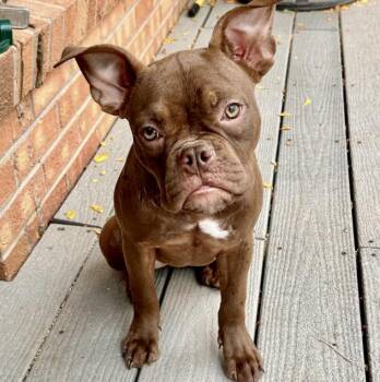 Cookie -  French Bulldog and Staffordshire Bull Terrier Dog for Adoption in Mead, Colorado - Cookie | PetCurious