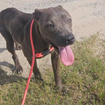 Rescue American Staffordshire Terrier and Labrador Retriever Dogs for Adoption in Brookeville, Maryland - Mocha | PetCurious