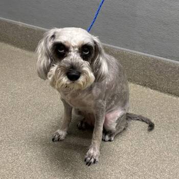 Itzel -  Miniature Schnauzer Dog for Adoption in Homer Glen, Illinois - Itzel | PetCurious