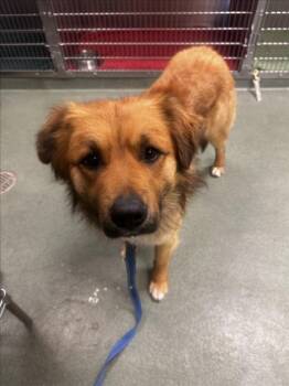 Mixed Breed Dogs Available for Adoption - MERLIN | PetCurious