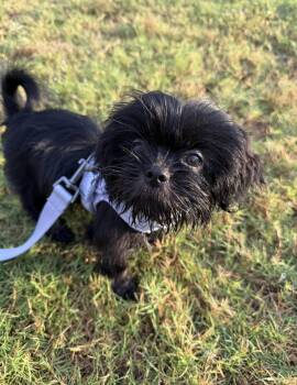 Peaches -  Shih Tzu Dog for Adoption in Forney, Texas - Peaches | PetCurious