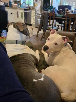 Ricky -  Mixed Breed Dog Available for Adoption in Franklin, New Jersey - Ricky | PetCurious