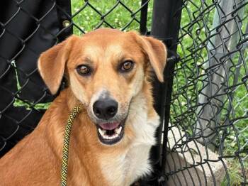 DUTCHESS -  Australian Cattle Dog Blue Heeler Dog for Adoption in Tulsa, Oklahoma - DUTCHESS | PetCurious