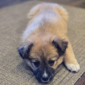 Mixed Breed Dogs Available for Adoption - Rust-eze | PetCurious