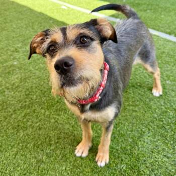 Prudence -  Terrier Dog for Adoption in Agoura Hills, California - Prudence | PetCurious