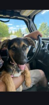 Janet -  Australian Shepherd Dog for Adoption in Hardin, Montana - Janet | PetCurious
