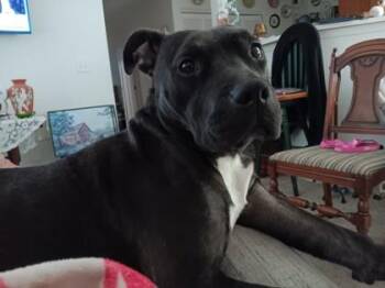 Elowen -  Pit Bull Terrier and Mixed Breed Dog for Adoption in Kansas City, Missouri - Elowen | PetCurious