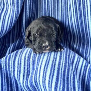 LUCAS  PUP 6 -  Standard Poodle and Mixed Breed Dog for Adoption in Richmond, California - LUCAS  PUP 6 | PetCurious