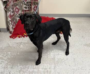 Rescue Labrador Retriever Dogs for Adoption in Salt Lake City, Utah - *Beamer* | PetCurious