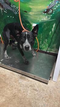 Australian Cattle Dog Blue Heeler and Cattle Dog Dogs Available for Adoption in New Braunfels, Texas - Ledger | PetCurious