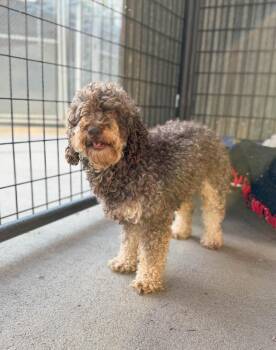 Brownie -  Miniature Poodle Dog for Adoption in Severance, Colorado - Brownie | PetCurious