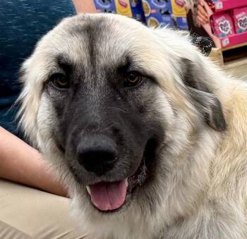Niisha -  Great Pyrenees and Shepherd Dog for Adoption in Fort Lupton, Colorado - Niisha | PetCurious
