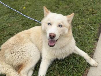 Ocean -  Siberian Husky Dog for Adoption in Victorville, California - Ocean | PetCurious