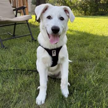 Dassa Dog -  Great Pyrenees and Mixed Breed Dog for Adoption in Minneapolis, Minnesota - Dassa Dog | PetCurious