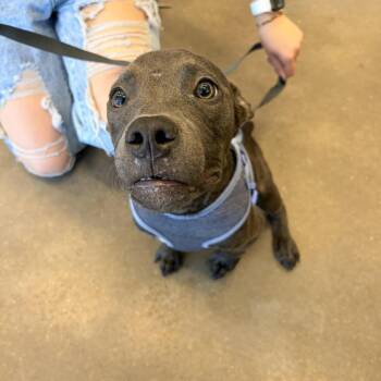 Blueberry -  Terrier and Mixed Breed Dog for Adoption in Marshall, Texas - Blueberry | PetCurious