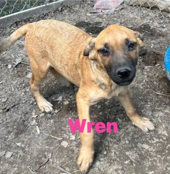 German Shepherd Dog Dogs Available for Adoption in Pine Bluff, Arkansas - Wren | PetCurious