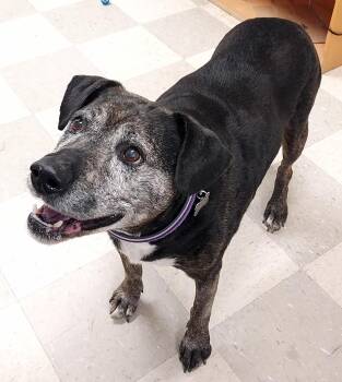 Labrador Retriever and Pit Bull Terrier Dogs Available for Adoption in Libby, Montana - Neila | PetCurious