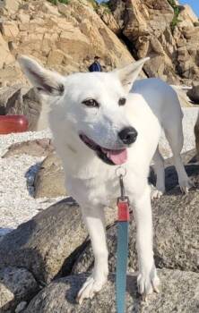 SUNNY -  Jindo and Corgi Dog for Adoption in Springfield, Virginia - SUNNY | PetCurious