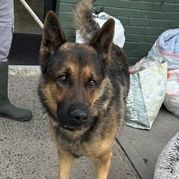 Maverick -  German Shepherd Dog Dog for Adoption in Newark, New Jersey - Maverick | PetCurious