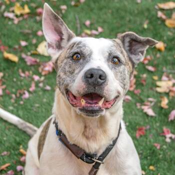 Rescue Mixed Breed Dogs for Adoption in Saint Charles, Missouri - Debo | PetCurious