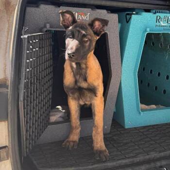 Belgian Shepherd Malinois Dogs Available for Adoption - Tango | PetCurious