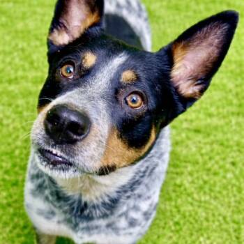 Australian Cattle Dog Blue Heeler Dogs Available for Adoption in Battle Creek, Michigan - Rudy | PetCurious