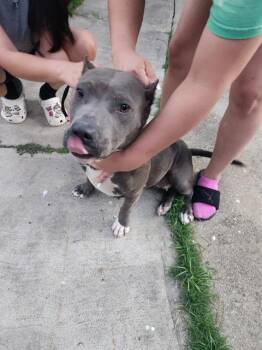 WERA -  American Staffordshire Terrier Dog for Adoption in San Antonio, Texas - WERA | PetCurious