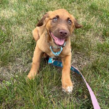 Halo (FKA Sawyer) -  Mixed Breed Dog for Adoption - Halo (FKA Sawyer) | PetCurious