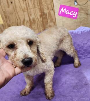 Rescue Miniature Poodle Dogs for Adoption in Wheelersburg, Ohio - Macy | PetCurious