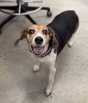 Luna -  Beagle Dog for Adoption in New Rochelle, New York - Luna | PetCurious