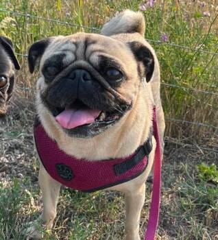 Mia -  Pug Dog for Adoption in Eagle, Idaho - Mia | PetCurious