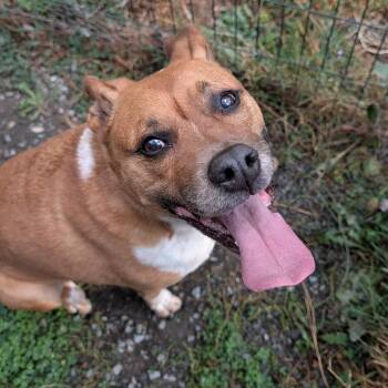 CAMILA -  Terrier Dog for Adoption in Graham, Washington - CAMILA | PetCurious
