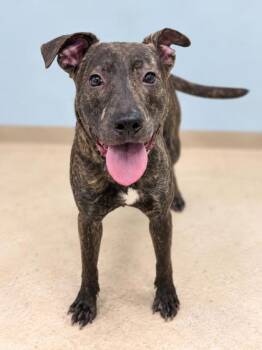 Brindly -  Mixed Breed Dog for Adoption in Gulfport, Mississippi - Brindly | PetCurious
