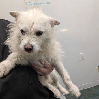 Terrier Dogs Available for Adoption - TOTO | PetCurious
