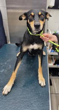 Rescue German Shepherd Dog and Mixed Breed Dogs for Adoption in Mobile, Alabama - GIAVANNA | PetCurious