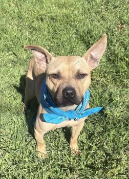 French Bulldog and Pit Bull Terrier Dogs Available for Adoption - Freddy | PetCurious