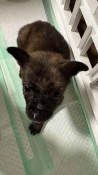 Cove -  Chihuahua Dog for Adoption in Colorado Springs, Colorado - Cove | PetCurious