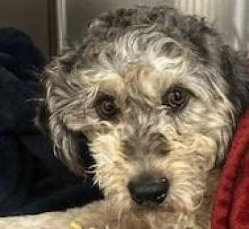 Bright Eyes -  Labradoodle Dog for Adoption in Dripping Springs, Texas - Bright Eyes | PetCurious