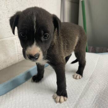 Lilypad Toystory C606 -  Border Terrier Dog for Adoption in Allen, Texas - Lilypad Toystory C606 | PetCurious