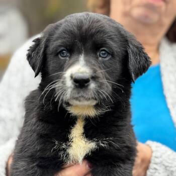 Rescue Mixed Breed Dogs for Adoption in Stormville, New York - NY Luke Avail Nov 30 (Choice Pet Carmel) | PetCurious