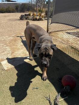 Bam -  Cane Corso Dog for Adoption in Glendale, Arizona - Bam | PetCurious
