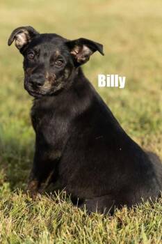Billy -  Shepherd and Terrier Dog for Adoption in Irwin, Pennsylvania - Billy | PetCurious
