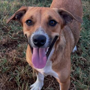 Socks -  Australian Cattle Dog Blue Heeler Dog for Adoption in Krum, Texas - Socks | PetCurious
