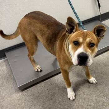 112567 -  Mixed Breed Dog for Adoption in Las Cruces, New Mexico - 112567 | PetCurious