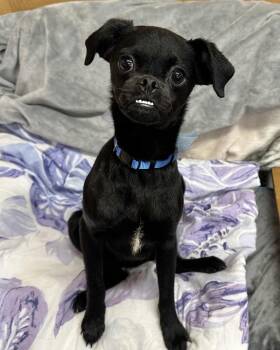 Pug and Poodle Dogs Available for Adoption - Pete | PetCurious