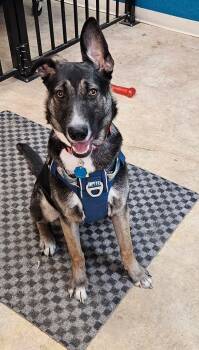 Shepherd and Terrier Dogs Available for Adoption - Tiana | PetCurious