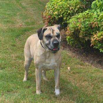 Daisy -  Mixed Breed Dog for Adoption in Tulsa, Oklahoma - Daisy | PetCurious
