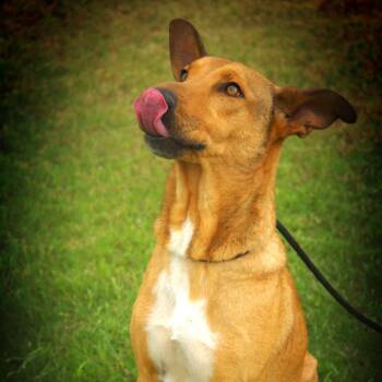 Rescue German Shepherd Dog and Mixed Breed Dogs for Adoption in Austin, Texas - Aries CS/JuM* | PetCurious